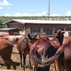 Mules at the Grand Canyon